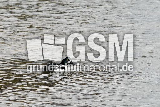 Spatelente (1 von 3).jpg